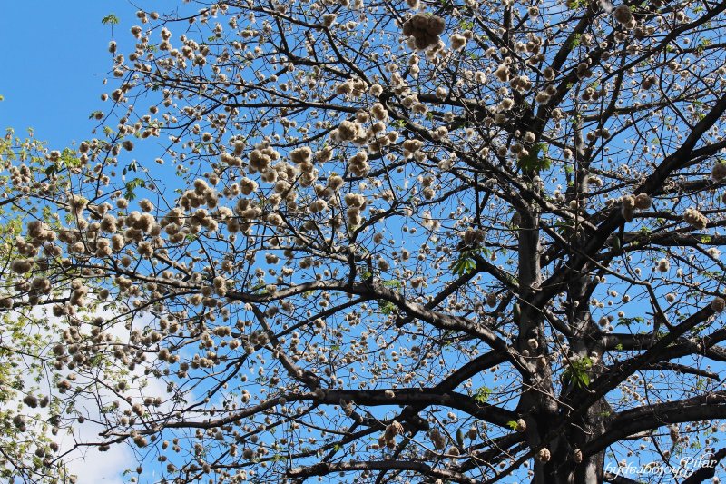 Хлопковое дерево Bombax Ceiba