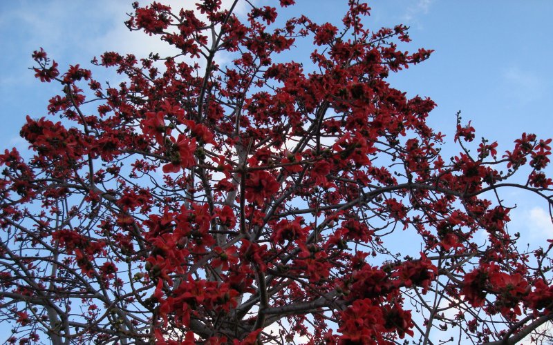 Bombax Ceiba дерево