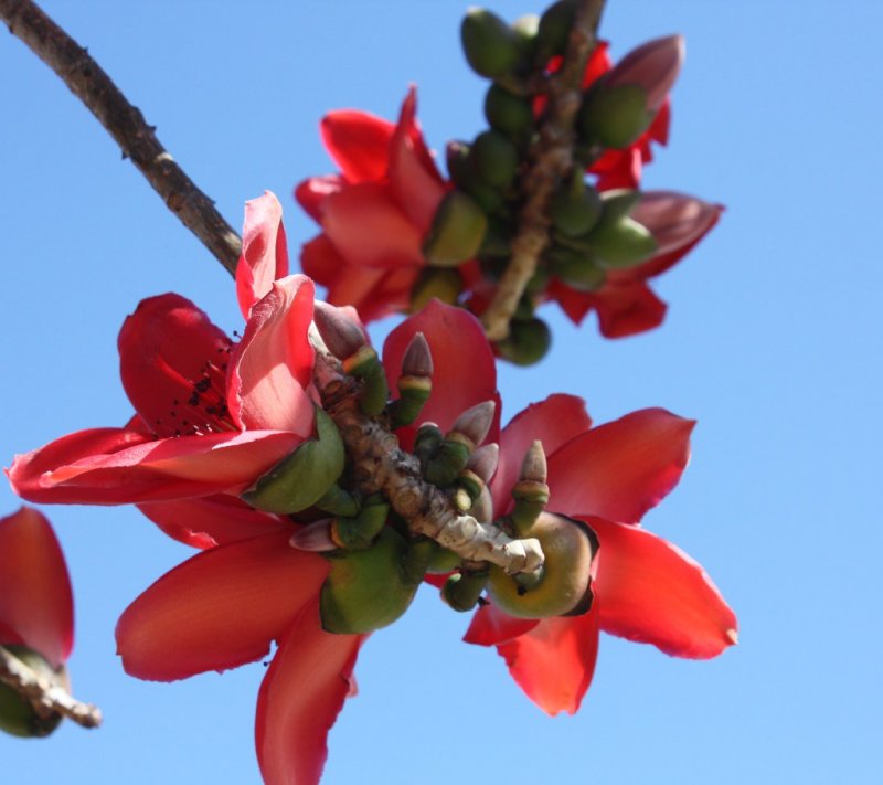 Bombax Ceiba дерево