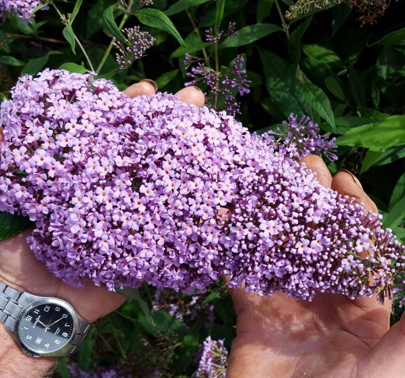 Буддлея Давида Buddleja davidii