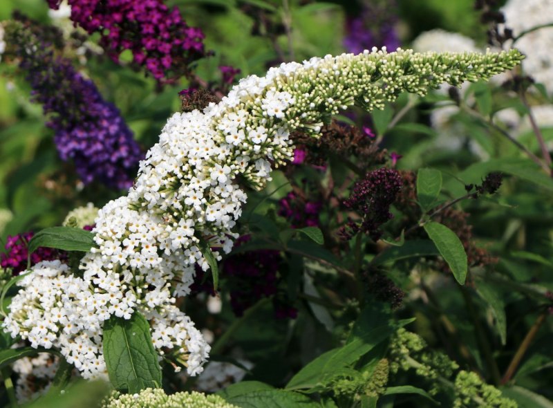 Buddleja Dav. 'White Profusion'