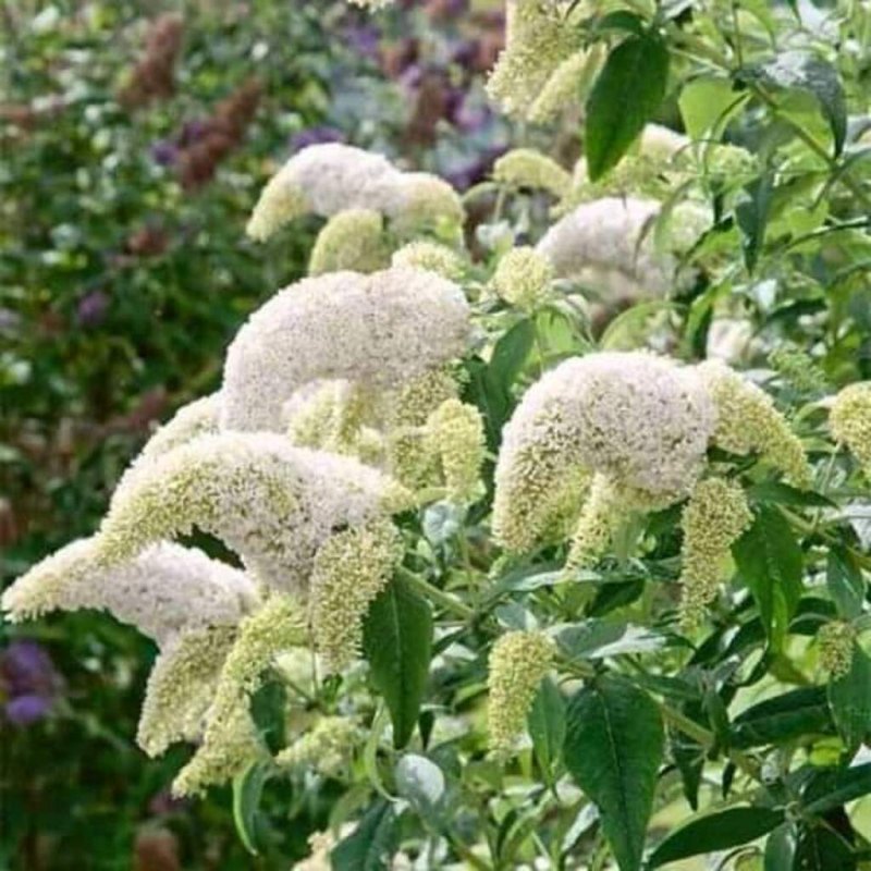 Буддлея Давида White Profusion
