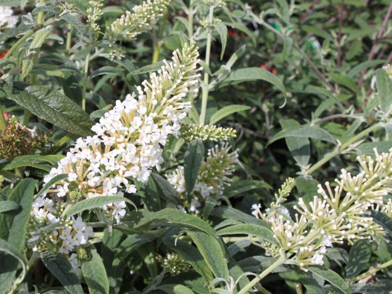 Buddleja davidii White Ball