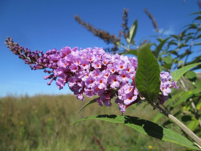 Buddleja davidii nanhoensis