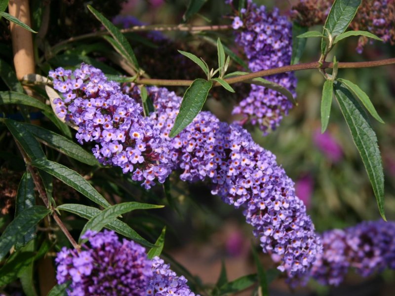 Буддлея Давида Buddleja davidii