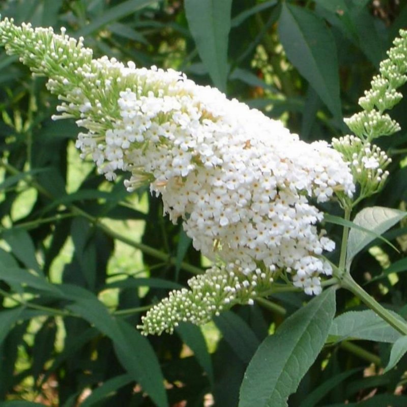 Буддлея White Profusion