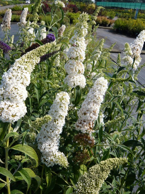 Буддлея Давида White Profusion