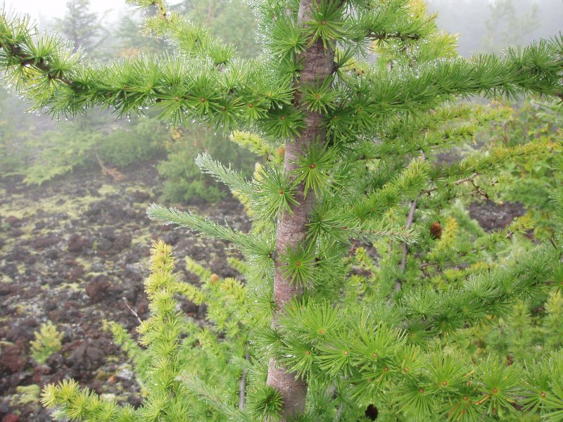 Лиственница японская Larix kaempferi