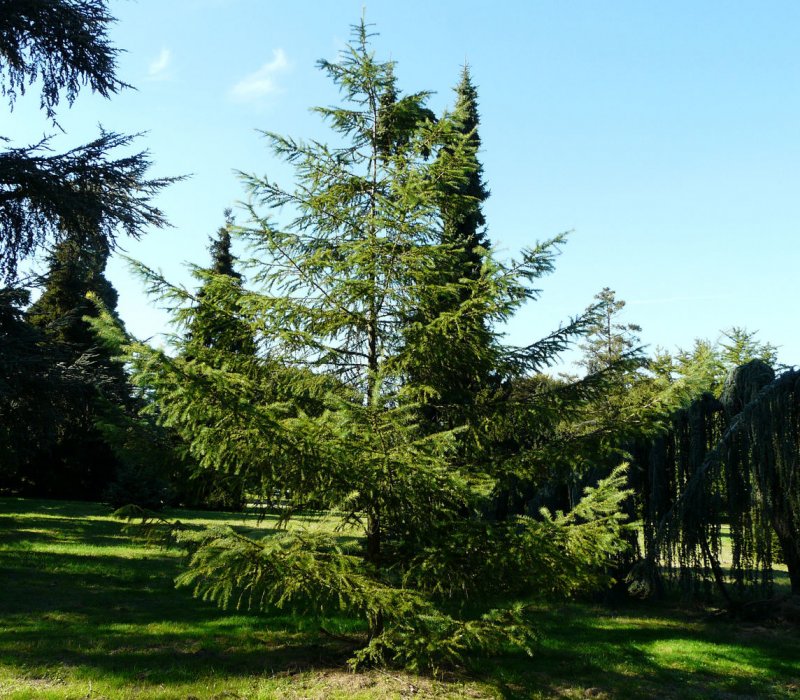 Larix kaempferi Diana лиственница