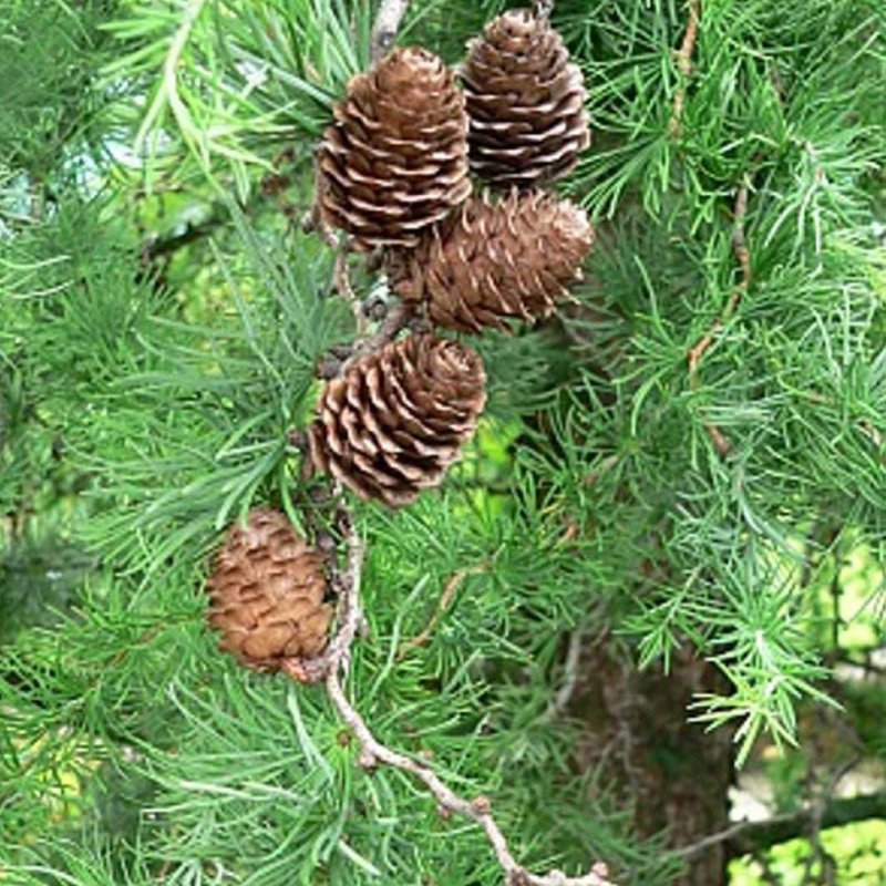 Лиственница kaempferi