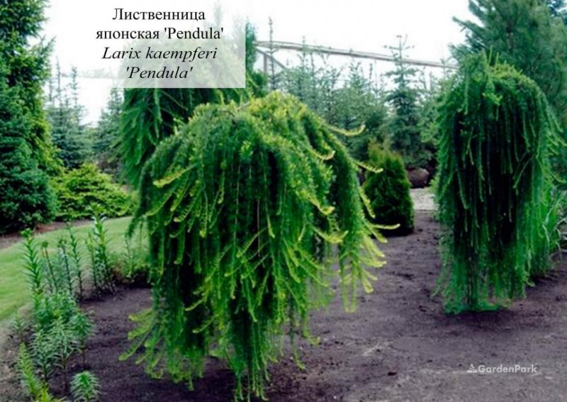 Лиственница тонкочешуйчатая "Блю Дварф"