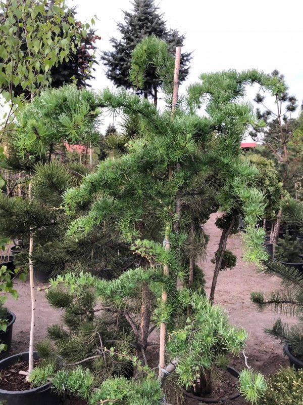 Лиственница японская Пендула (Larix kaempferi pendula)