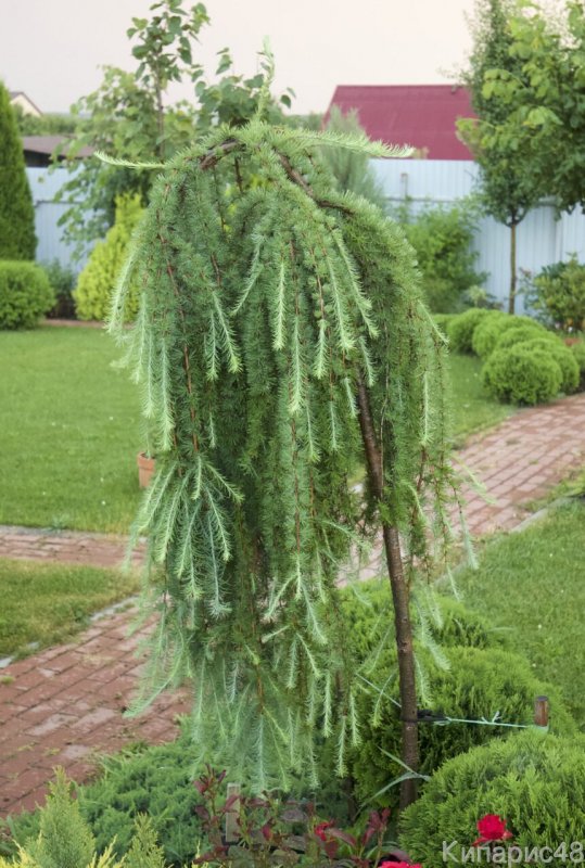Лиственница Стиф Випер