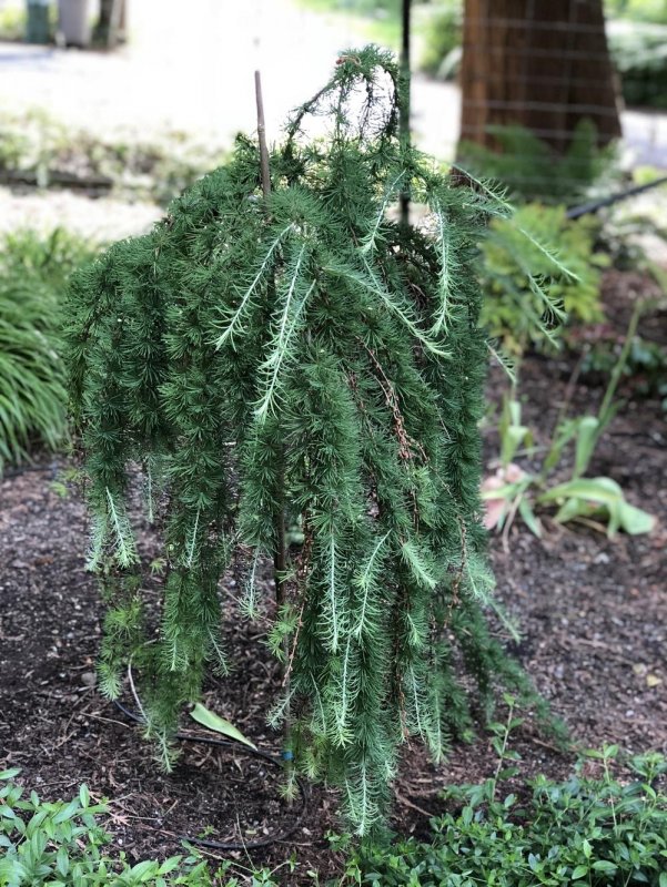 Лиственница Larix