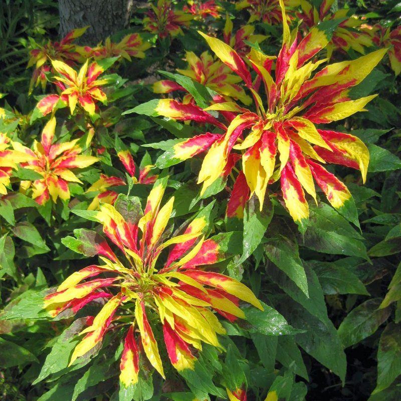 Amaranthus Tricolor Амарант трехцветный