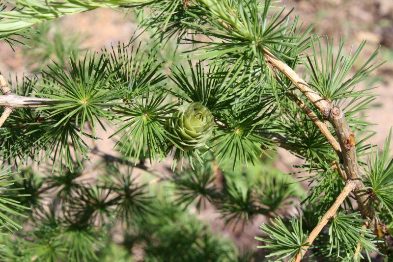 Лиственница (Larix kaempferi Grey Pearl)