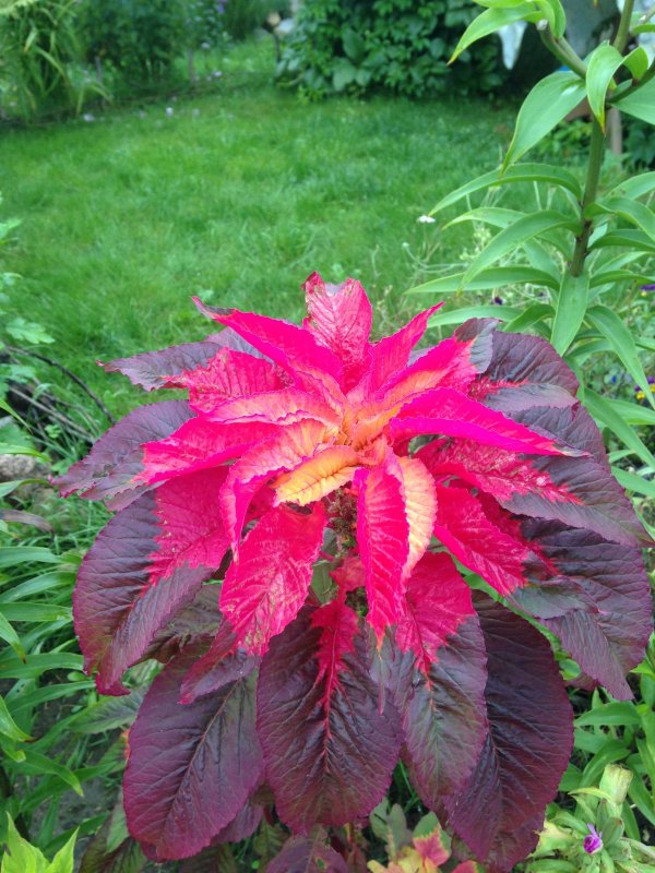 Amaranthus Tricolor Амарант трехцветный