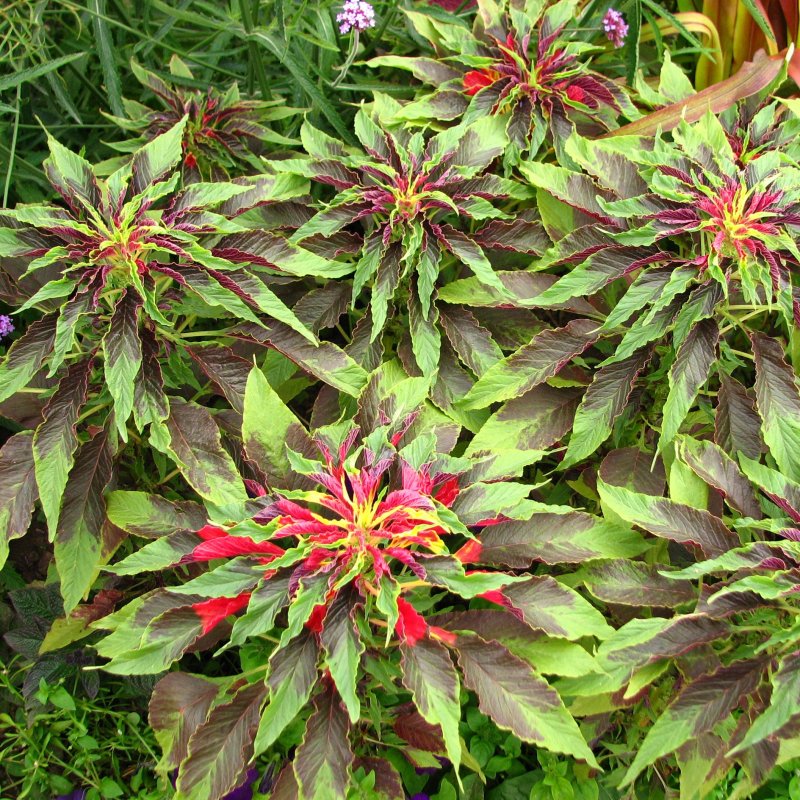 Amaranthus Tricolor Амарант трехцветный