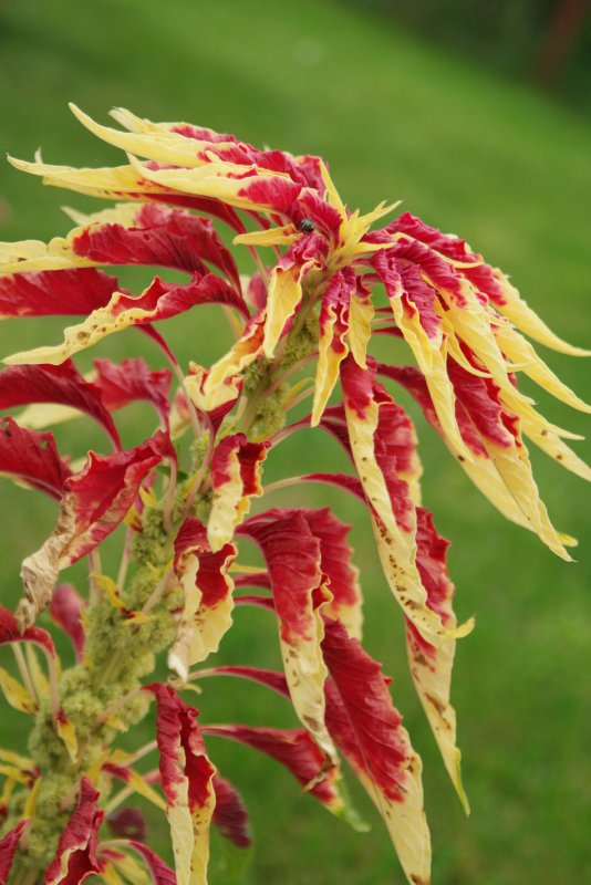 Amaranthus Tricolor