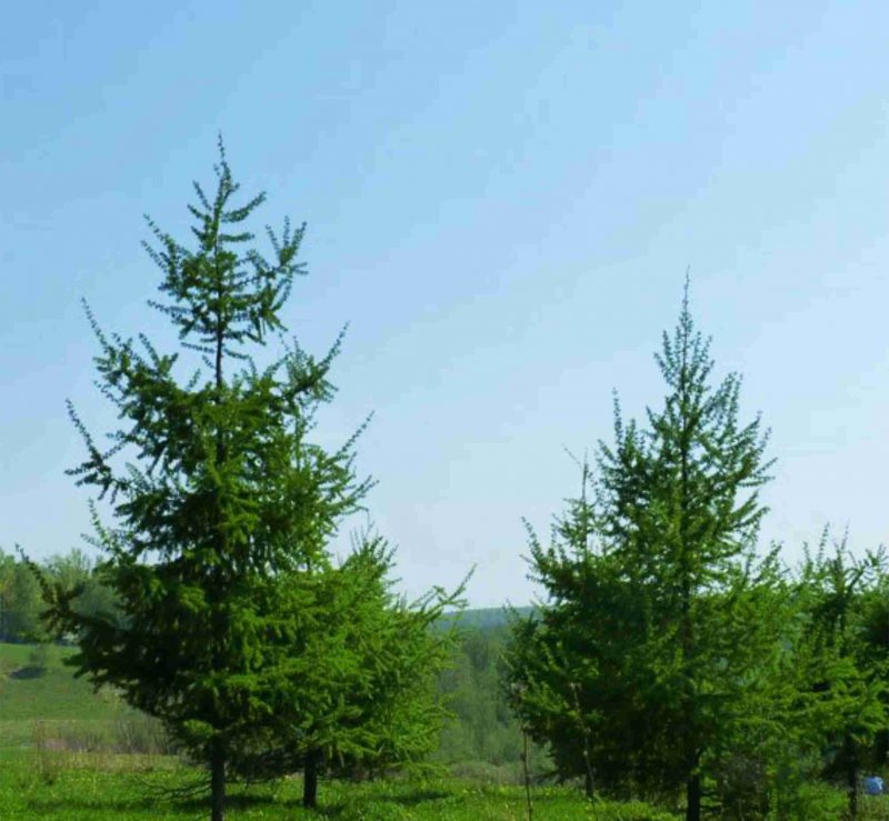 Larix kaempferi Diana лиственница