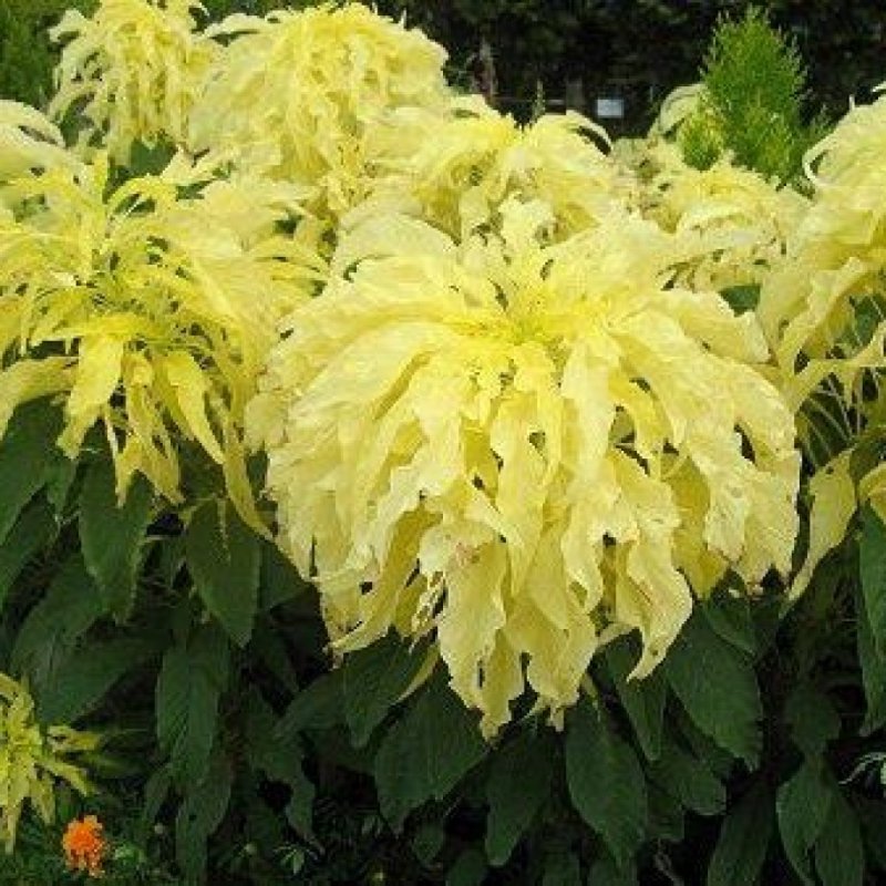 Amaranthus Tricolor Амарант трехцветный
