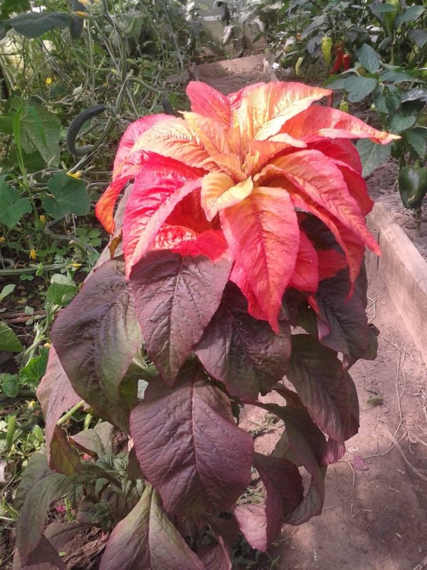 Amaranthus Tricolor Амарант трехцветный