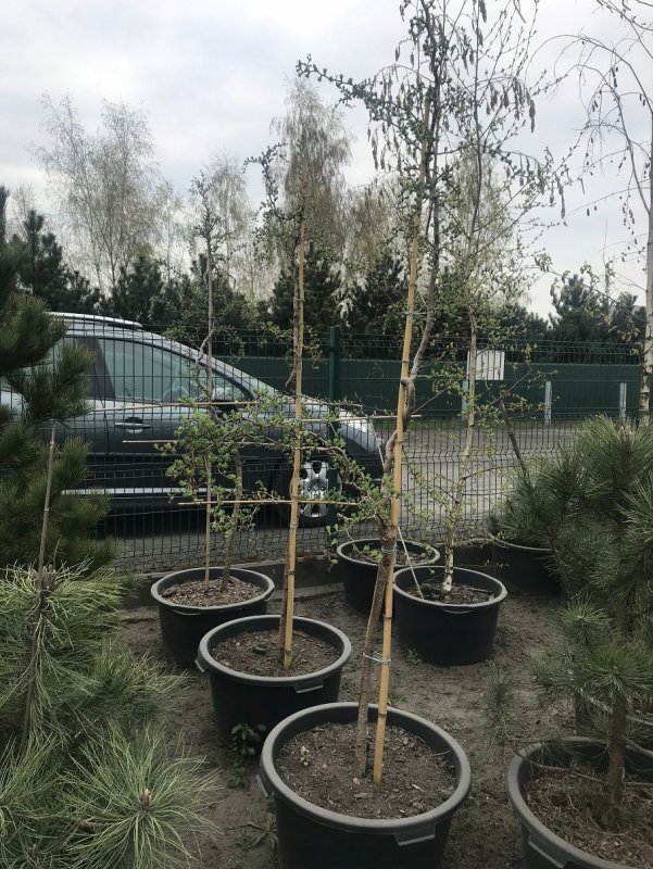 Larix kaempferi Blue Star