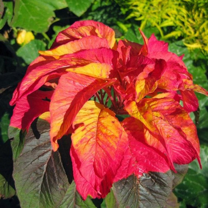 Amaranthus Tricolor Амарант трехцветный