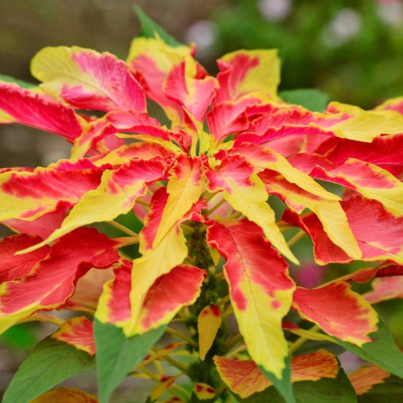 Amaranthus Tricolor Амарант трехцветный