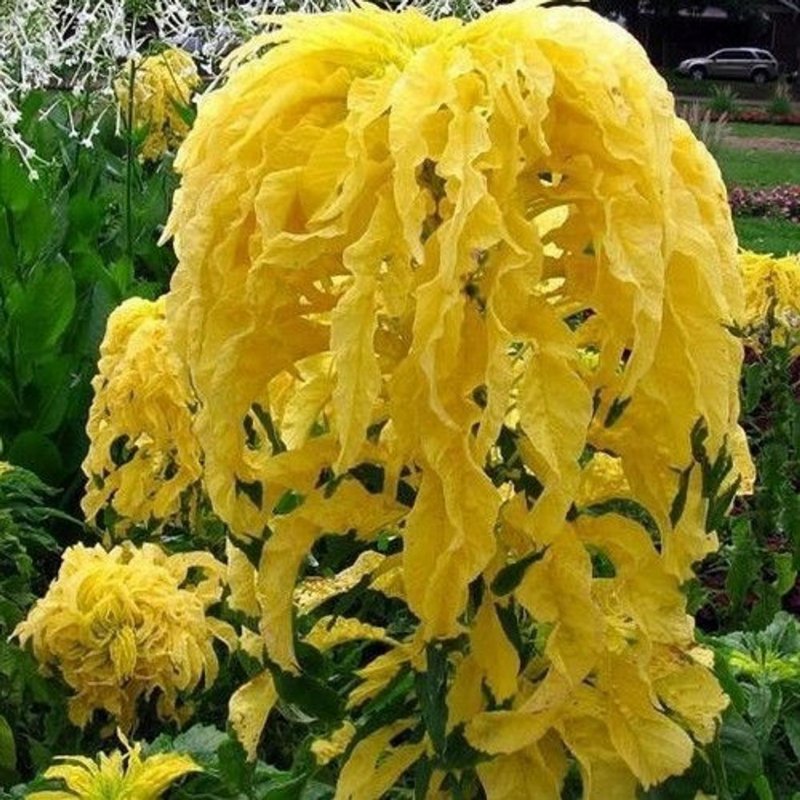 Amaranthus Tricolor Амарант трехцветный