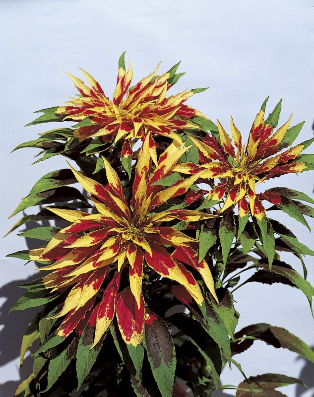 Amaranthus Tricolor