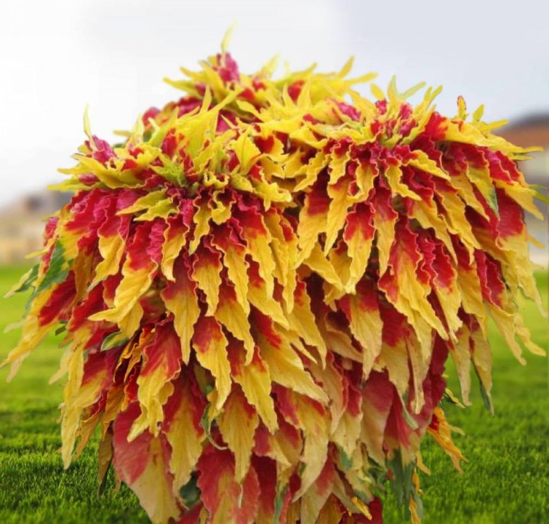 Amaranthus Tricolor Амарант трехцветный