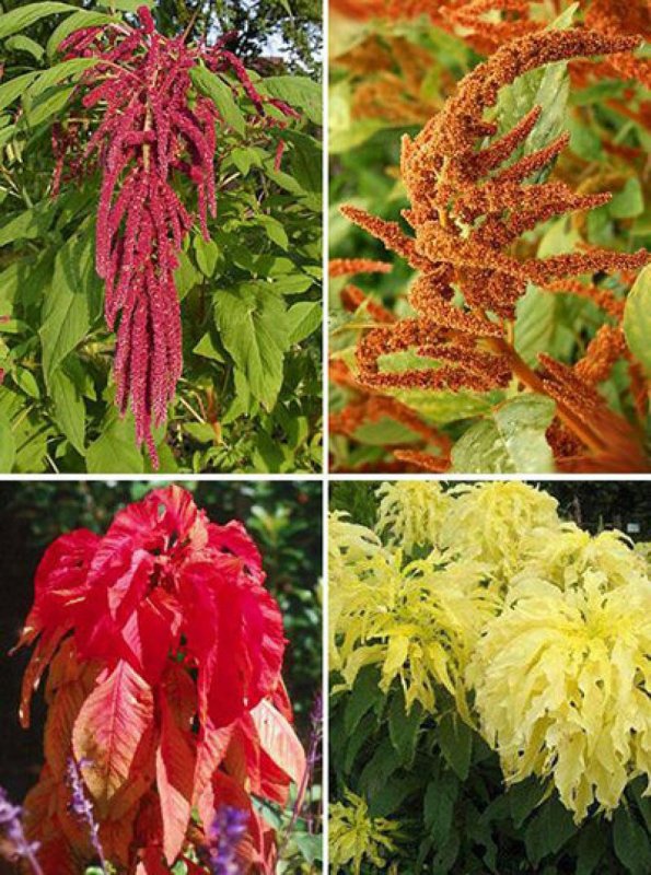 Amaranthus Tricolor Амарант трехцветный