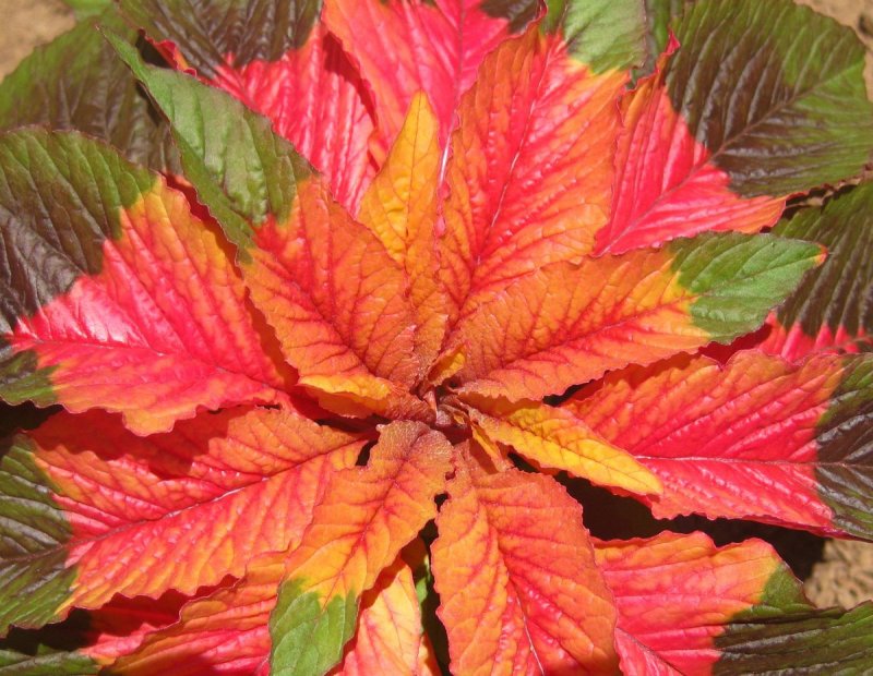 Amaranthus Tricolor Амарант трехцветный