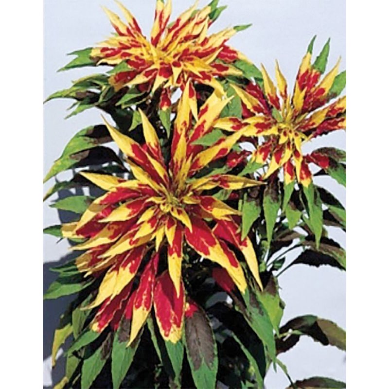 Amaranthus Tricolor Амарант трехцветный