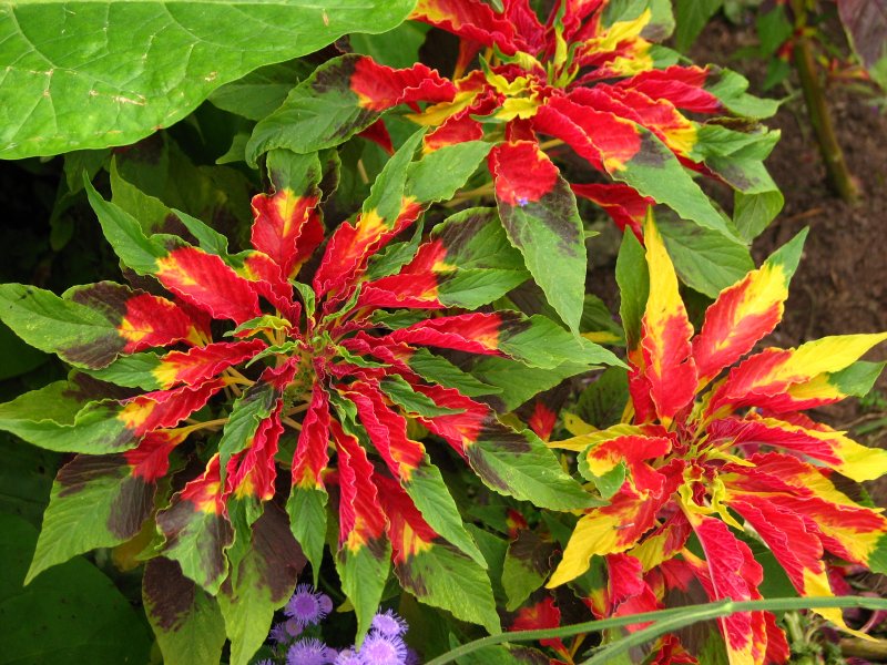 Amaranthus Tricolor Амарант трехцветный
