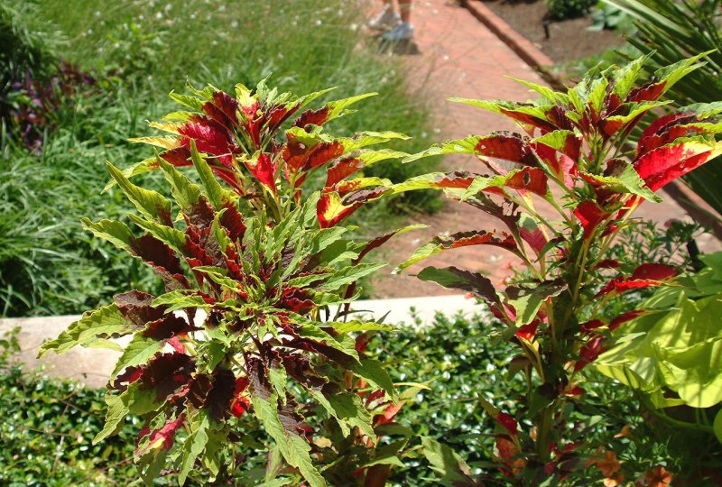 Amaranthus Tricolor Амарант трехцветный