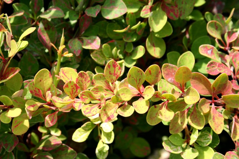 Berberis thunbergii Fireball