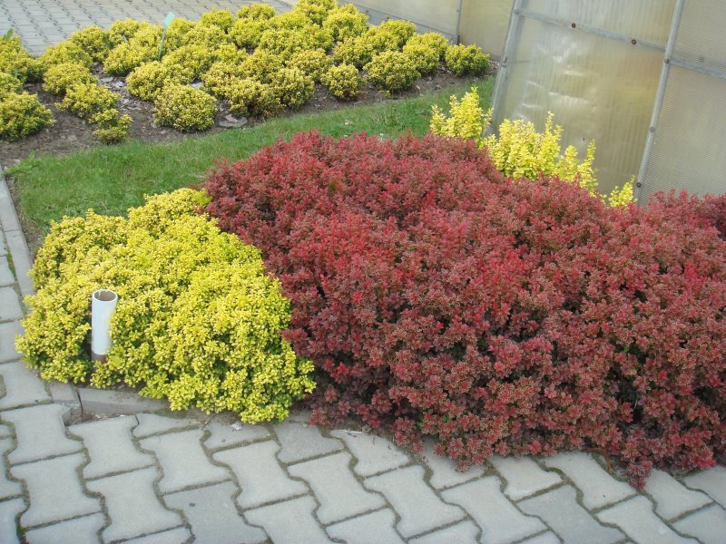 Барбарис Тунберга (Berberis thunbergii)