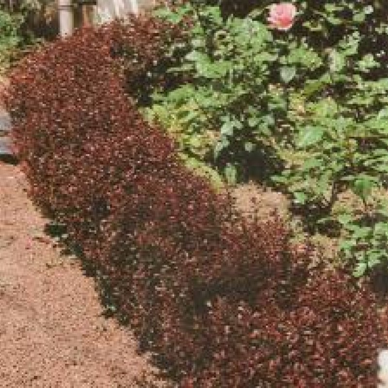 Барбарис Тунберга Ruby Star