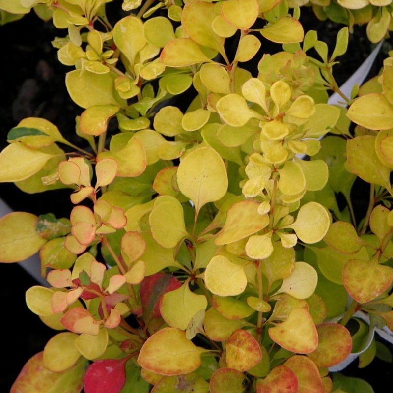 Berberis thunbergii Fireball