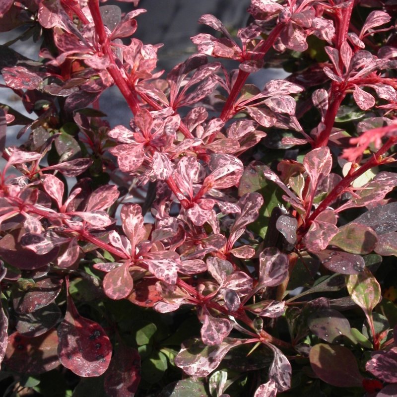 Барбарис Atropurpurea Nana