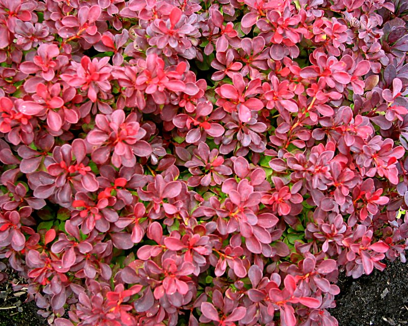 Berberis thunbergii Sensation