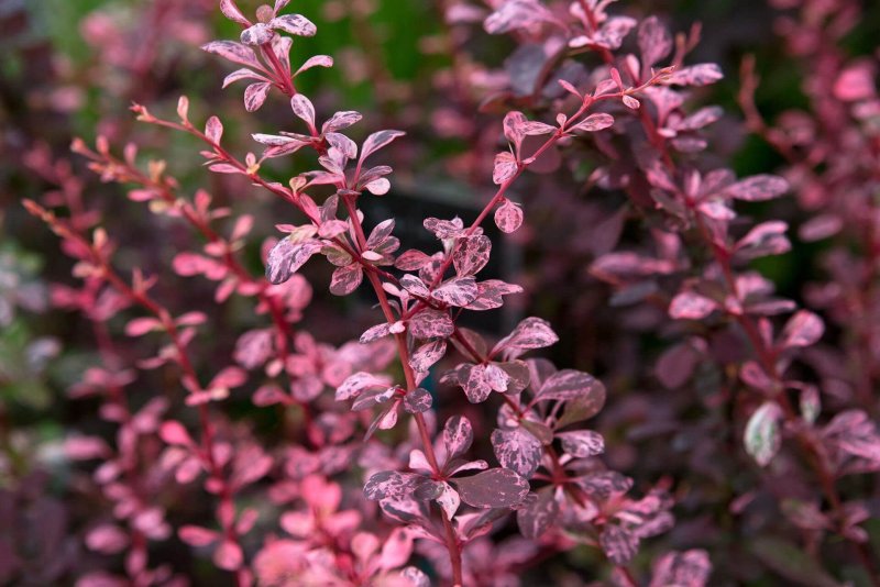 Барбарис Тунберга Pink Queen