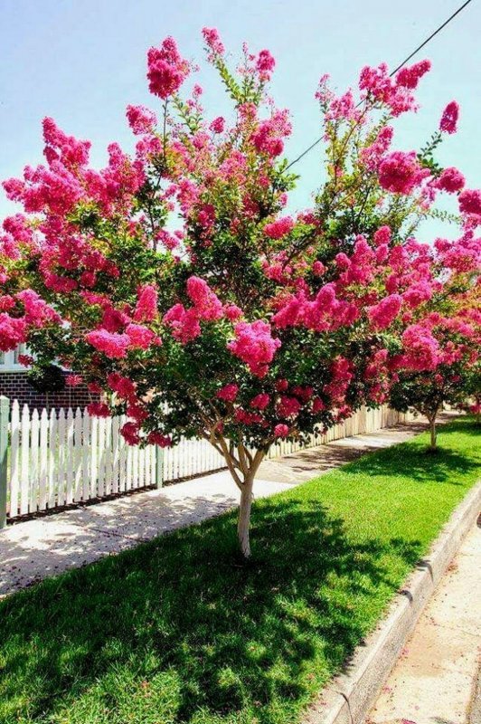 Лагерстремия Crape-Myrtle