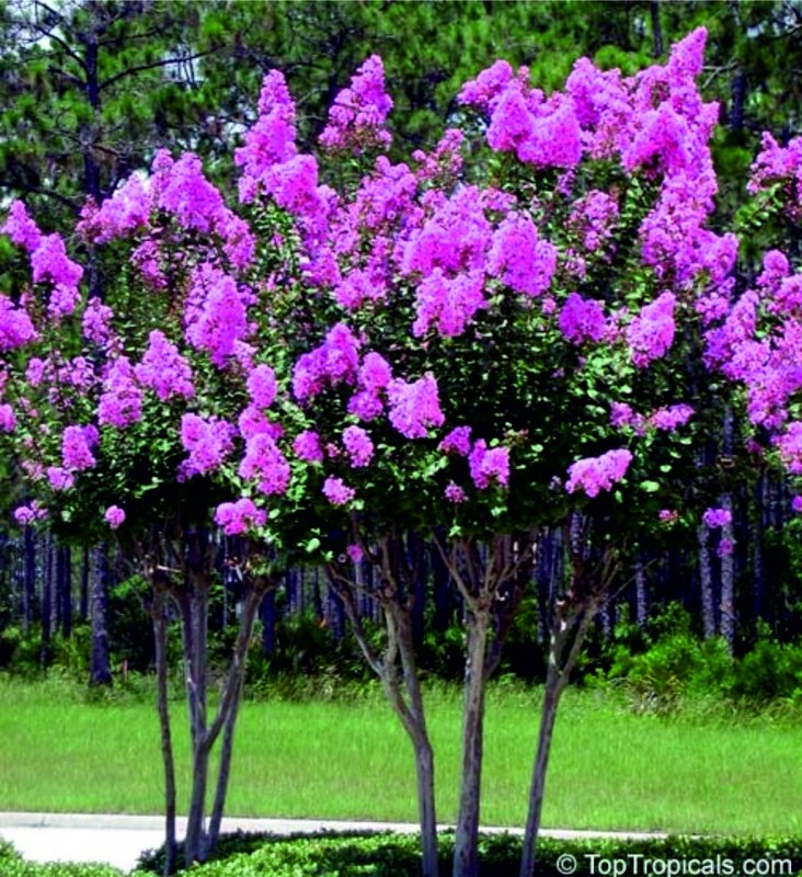 Crape Myrtle растение