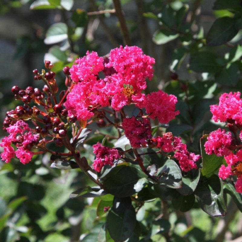 Crape Myrtle растение