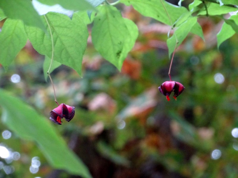 Бересклет Европейский Euonymus europaea