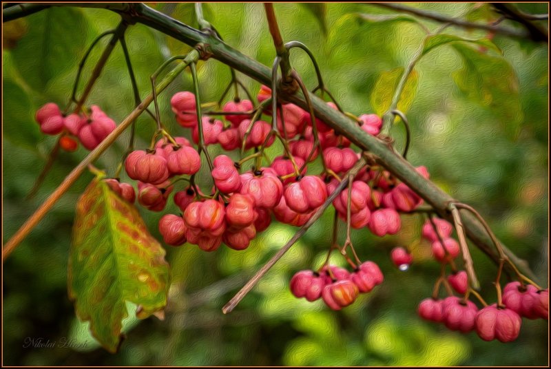 Бересклет Маака Euonymus maackii