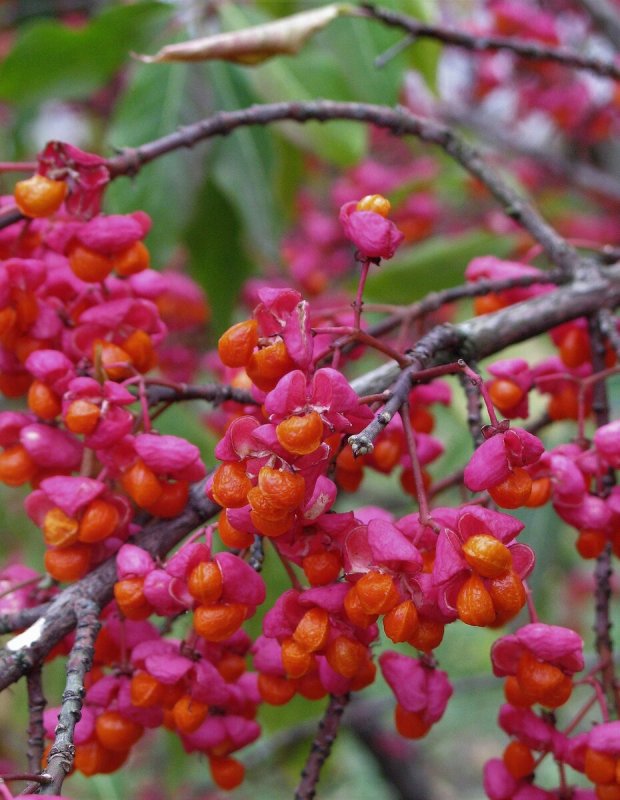 Euonymus PLANIPES